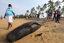 A stranded short-finned pilot whale lies on a beach in the Panadura suburb of Colombo, Sri Lanka, 03 November 2020. Photo: EPA