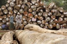 Workers prepare and inspect teak logs in a wood yard in Yangon. Photo: EPA 