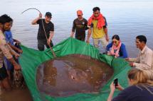  This handout photo taken on May 5, 2022 and released on May 10 by the US-funded Wonders of the Mekong project shows a female giant freshwater stingray -- weighing 400 pounds (181 kg) and measuring 13 feet (3.96 metres) in length -- that was caught and released in the Mekong River in Cambodia's Stung Treng province. Photo: AFP