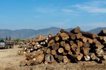 In this file photo logs of teak wood are gathered near Thazi in central Myanmar. Photo: (AFP) 