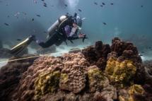 This photo taken on December 22, 2022 shows Lalita 'Nan' Putchim, marine biologist and specialist in coral biology, taking a photo of an outbreak of yellow-band disease on coral formations off the coast of Samae San island in the coastal Thai province of Chonburi. Photo: AFP