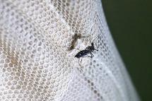 A view of an Aedes aegypti mosquito resting on a mosquito net at a house in Yangon, Myanmar. Photo: Nyein Chan Naing/EPA