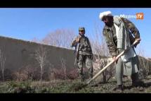 Embedded thumbnail for Taliban authorities destroy a poppy field in Afghanistan&amp;#039;s Kandahar after banning the plant