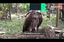 Embedded thumbnail for Himalayan vulture arrives in Putao