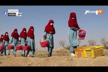 Embedded thumbnail for Afghan schoolgirls turn to saffron fields as their classrooms remain closed